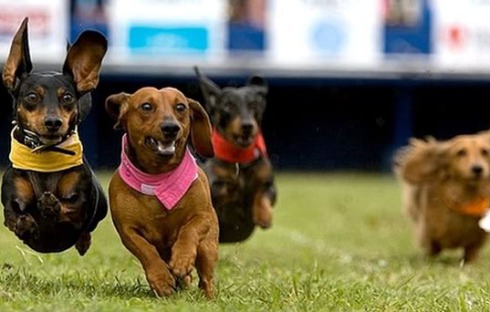 dachshund race